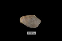 藏品(鼬耳螺)的圖片